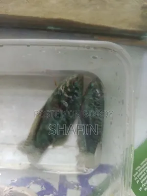 গোড়ামি মাছ 1 পেয়ার আছে বড় সাইজ