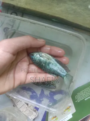 গোড়ামি মাছ 1 পেয়ার আছে বড় সাইজ