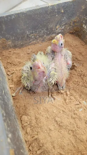 টেম সাইজ ককাটেল পাখির বাচ্চা বিক্রি করা হবে