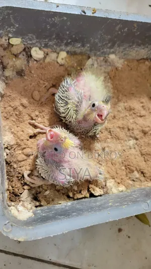 টেম সাইজ ককাটেল পাখির বাচ্চা বিক্রি করা হবে