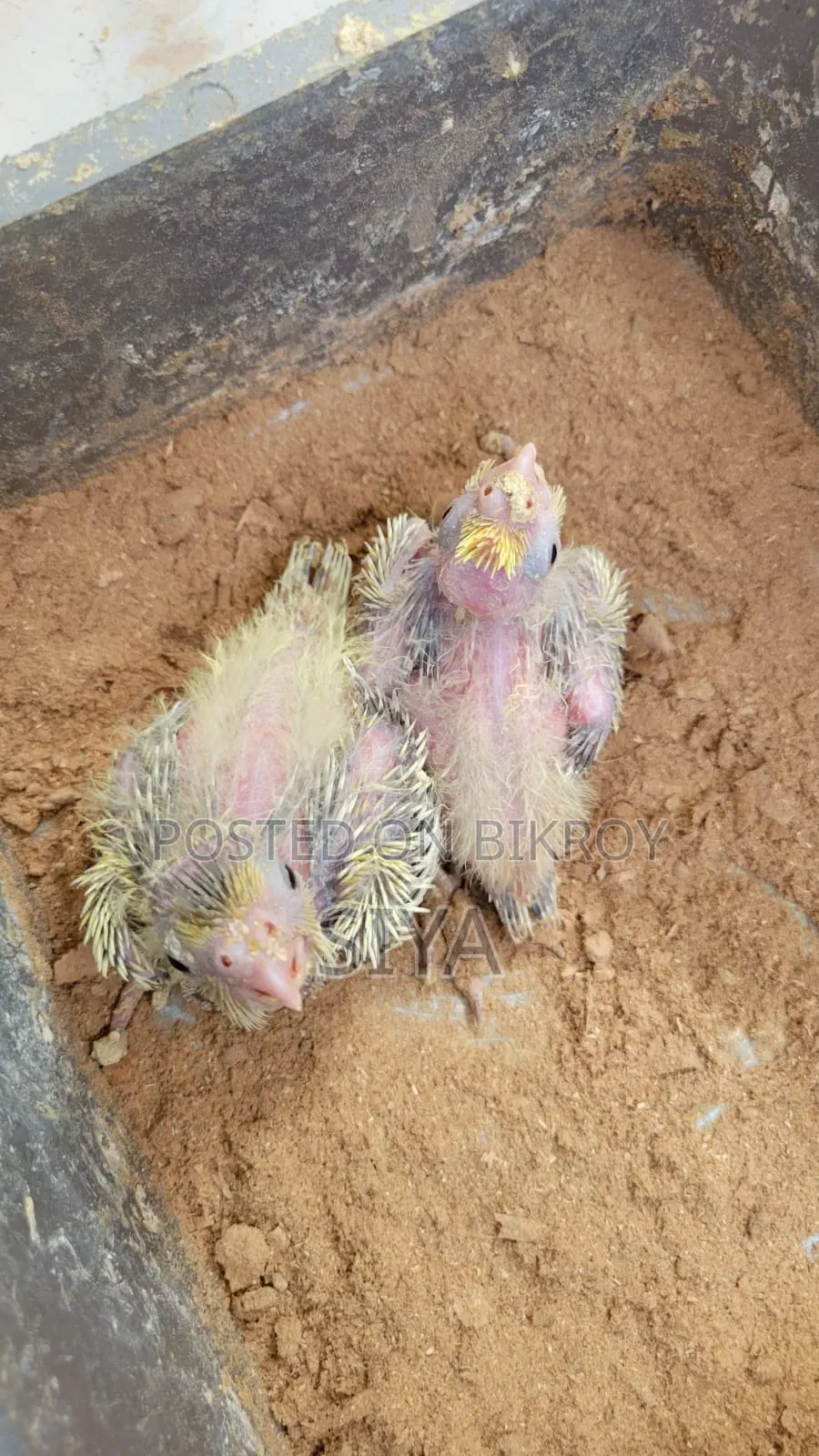 টেম সাইজ ককাটেল পাখির বাচ্চা বিক্রি করা হবে
