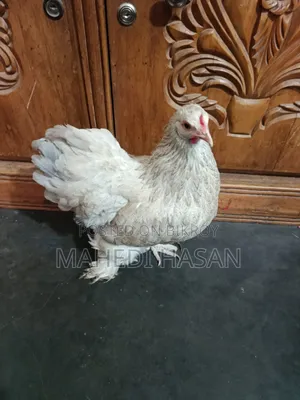 Brahma Murghi - Brahma Chicken