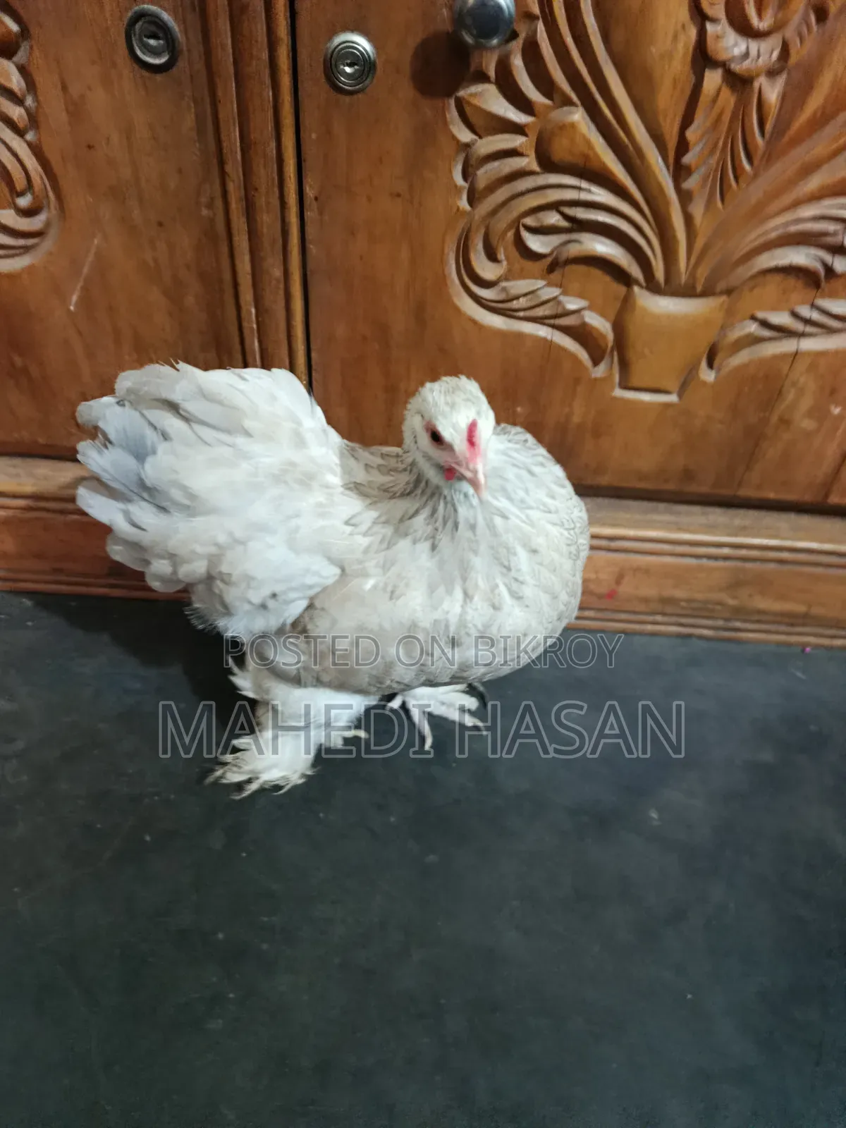 Brahma Murghi - Brahma Chicken