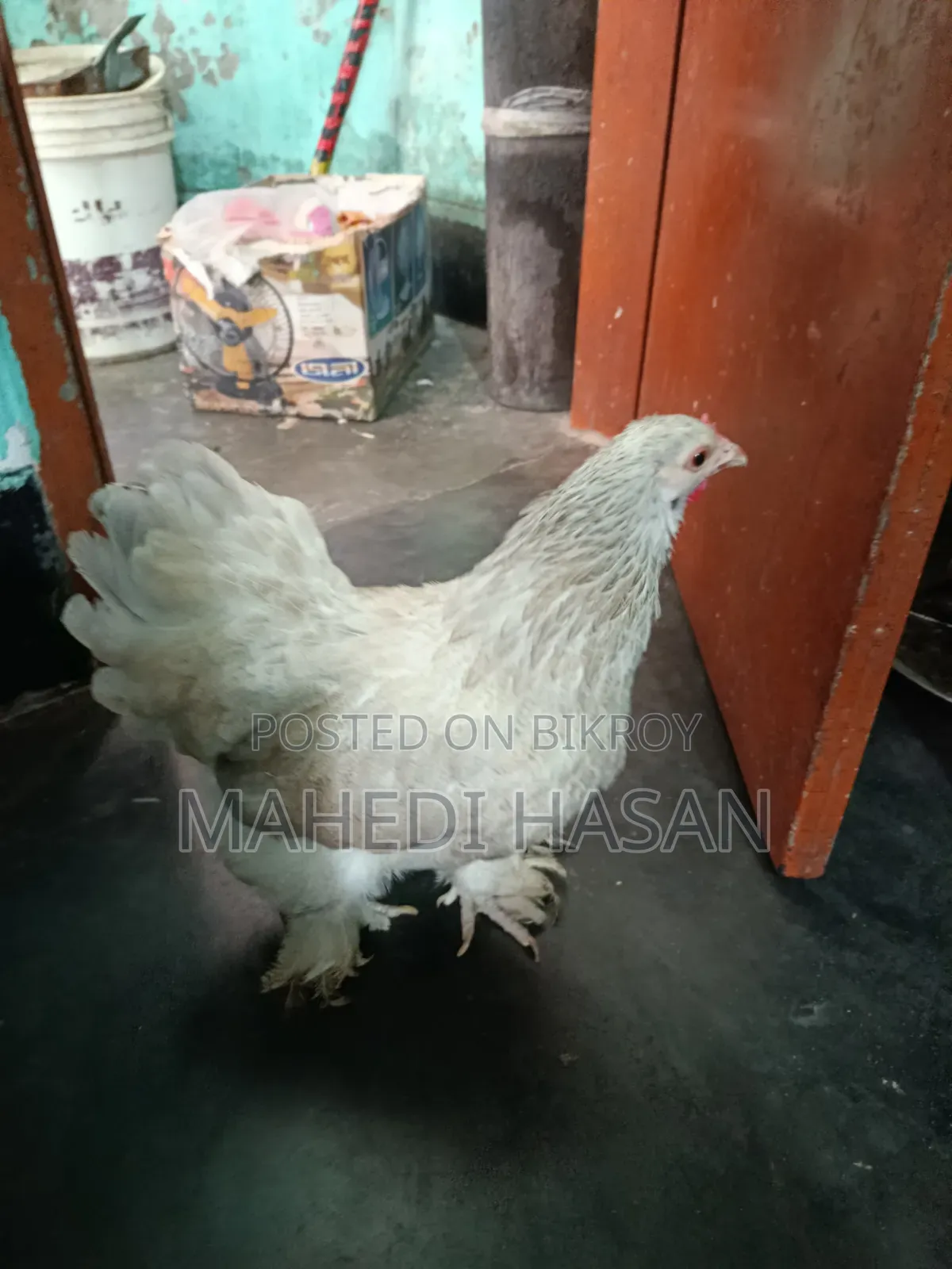 Brahma Murghi - Brahma Chicken