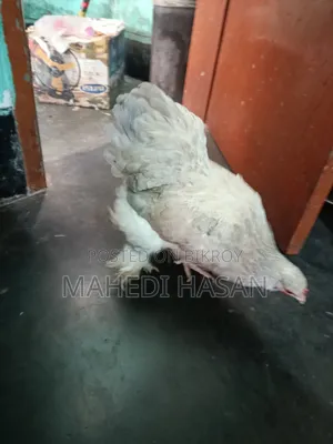Brahma Murghi - Brahma Chicken