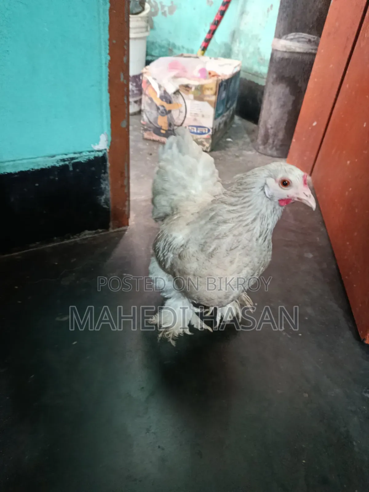Brahma Murghi - Brahma Chicken
