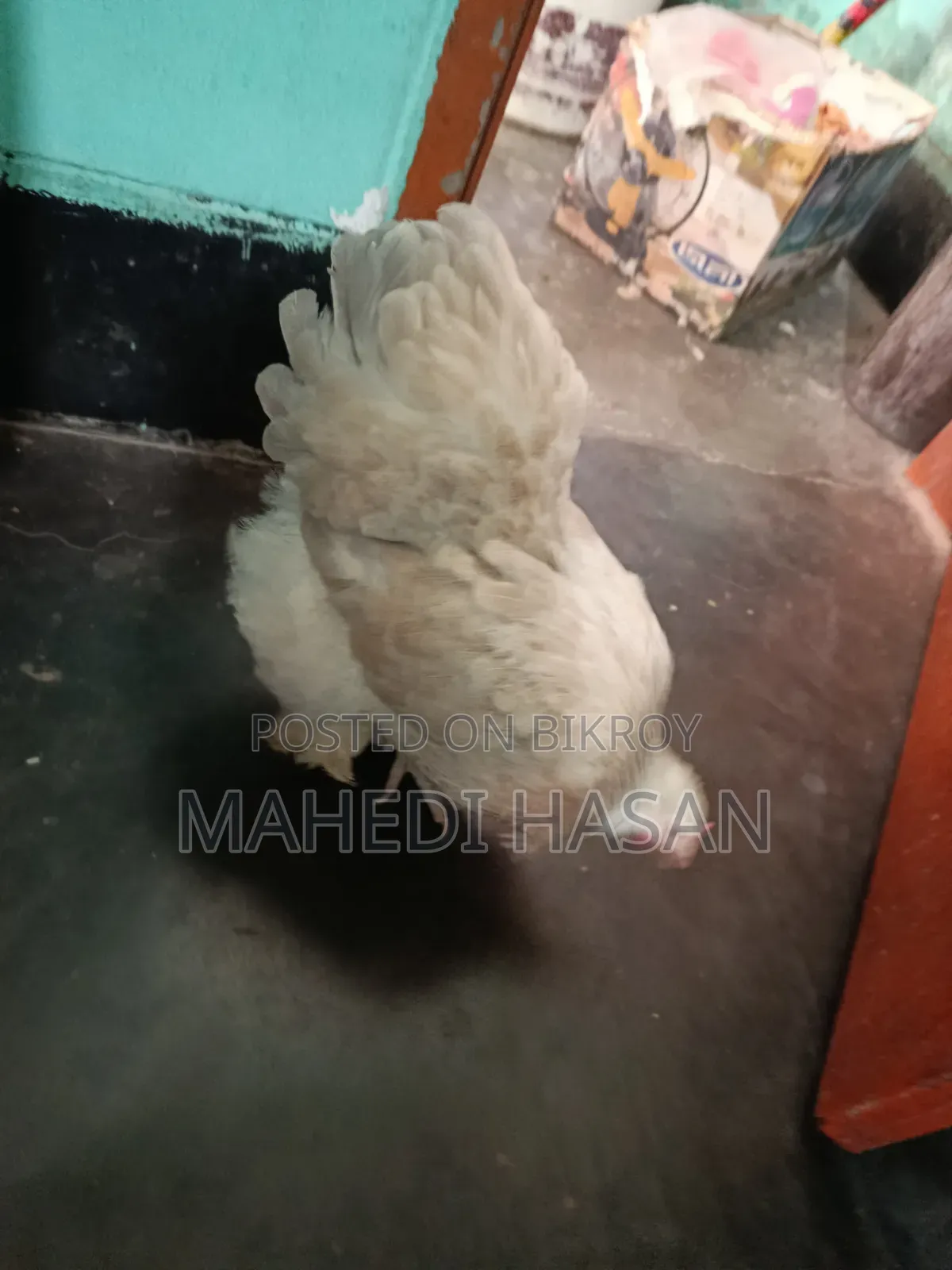 Brahma Murghi - Brahma Chicken