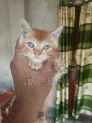 ১-৩ মাস বয়সী স্ত্রী মিক্সড ব্রিড পারসিয়ান