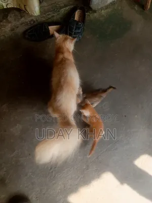 ১-৩ মাস বয়সী স্ত্রী মিক্সড ব্রিড পারসিয়ান