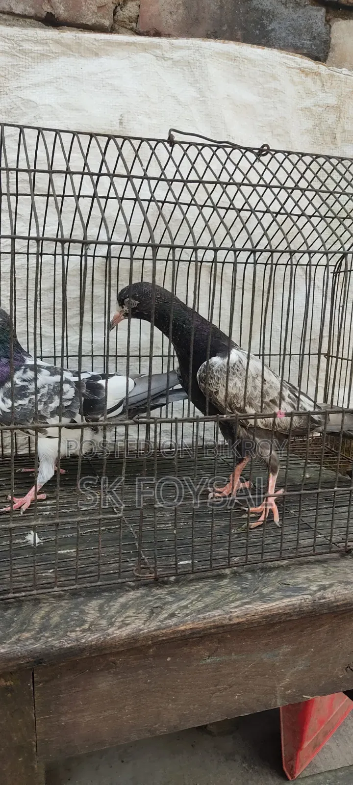 একটি ডাবওয়ালা নর ও একটি টেডি বেবি