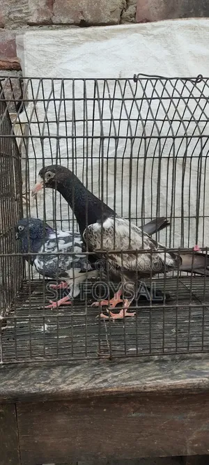 একটি ডাবওয়ালা নর ও একটি টেডি বেবি