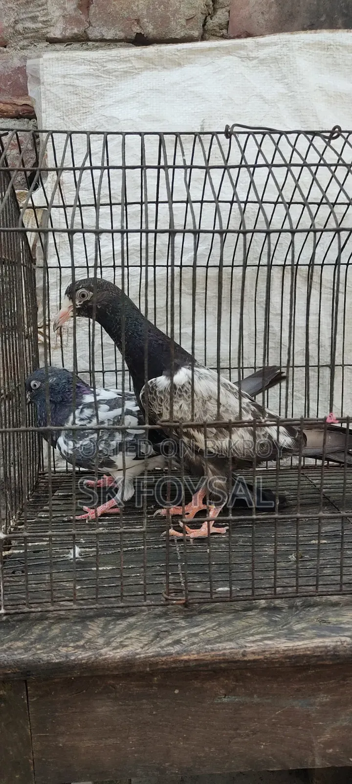 একটি ডাবওয়ালা নর ও একটি টেডি বেবি