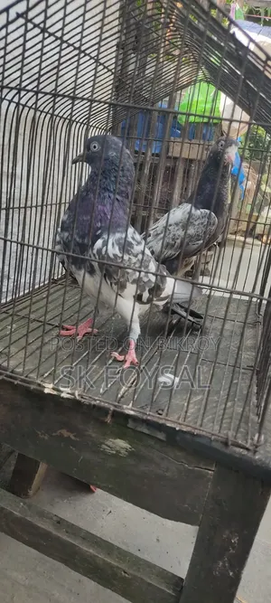 একটি ডাবওয়ালা নর ও একটি টেডি বেবি
