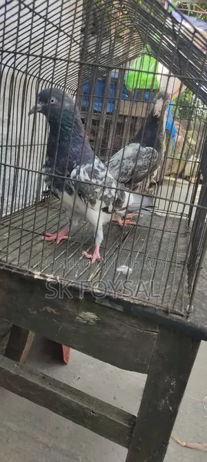 একটি ডাবওয়ালা নর ও একটি টেডি বেবি