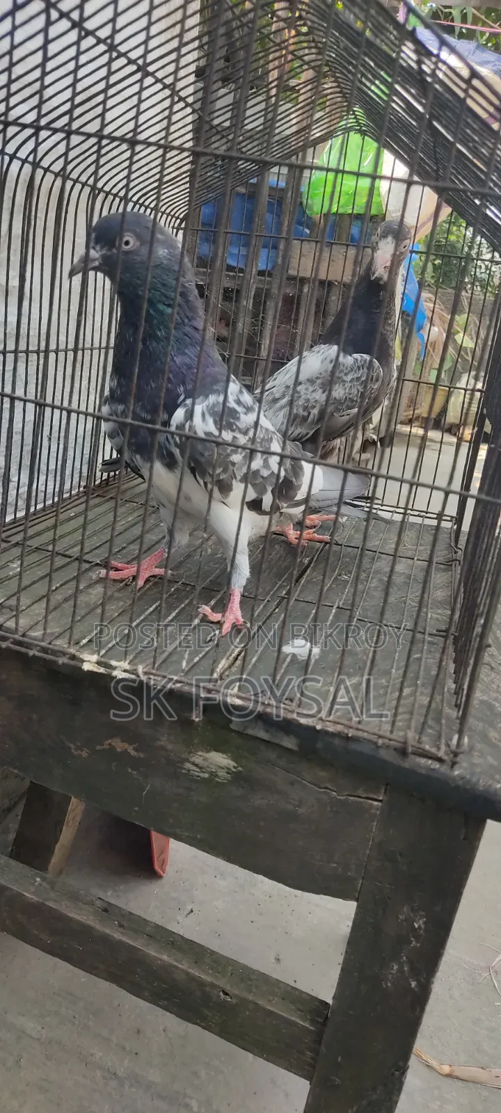 একটি ডাবওয়ালা নর ও একটি টেডি বেবি