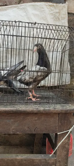 একটি ডাবওয়ালা নর ও একটি টেডি বেবি
