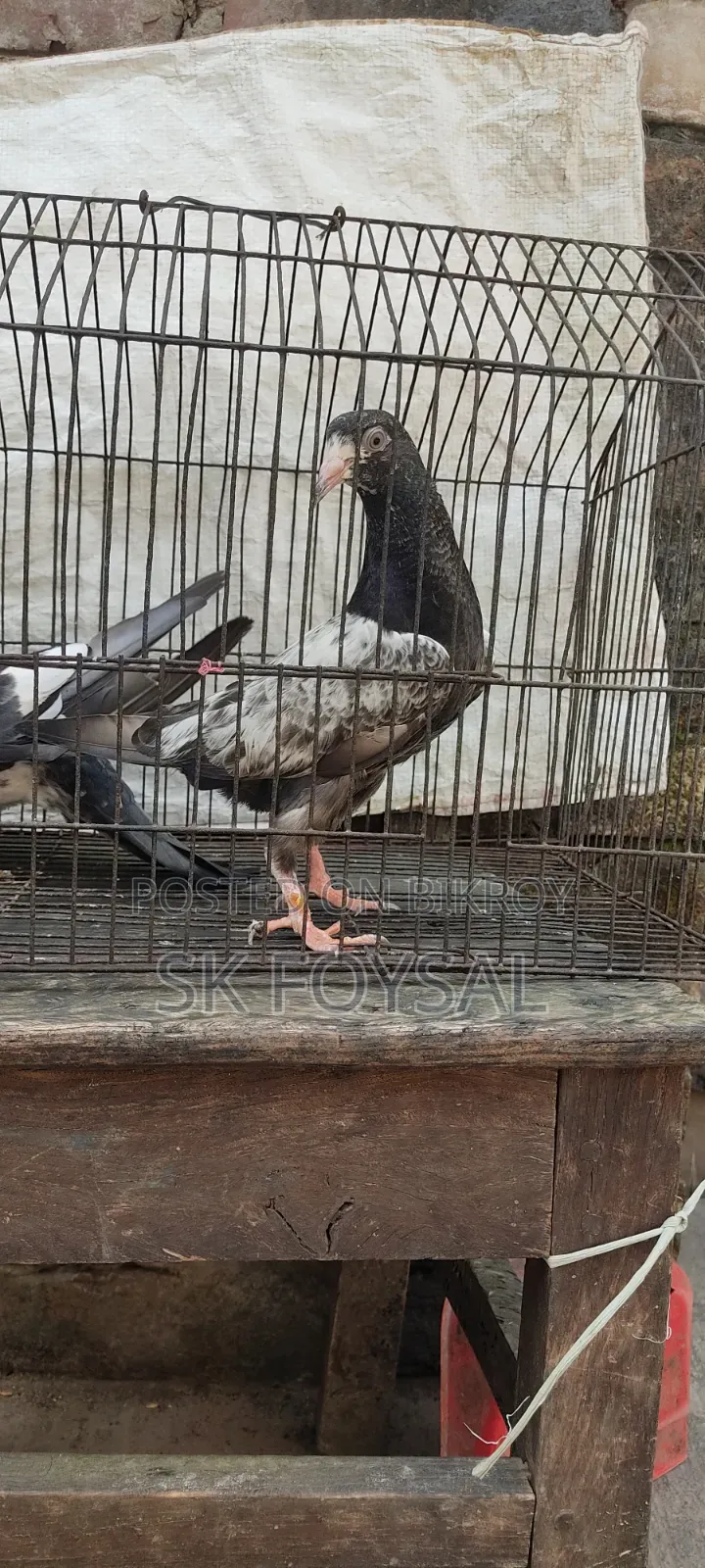 একটি ডাবওয়ালা নর ও একটি টেডি বেবি