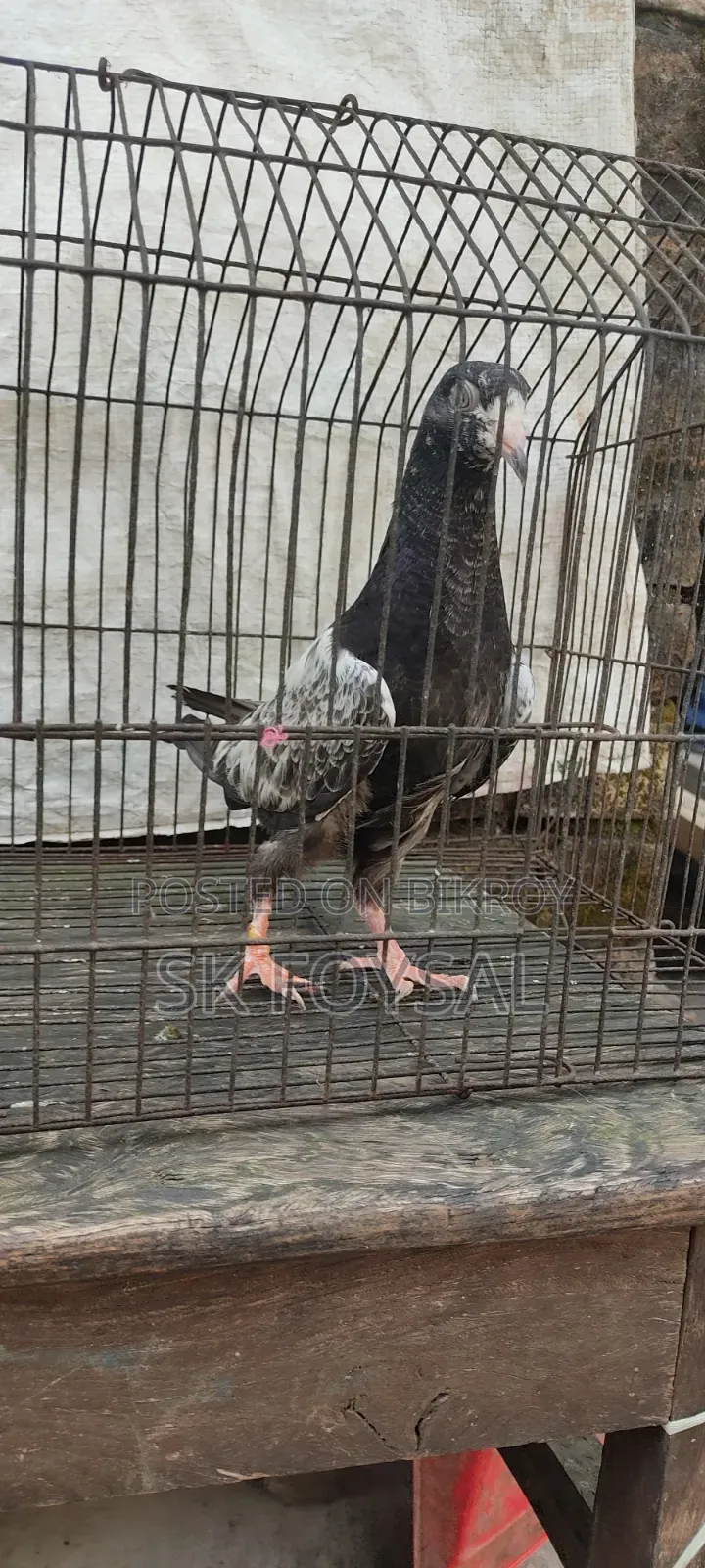একটি ডাবওয়ালা নর ও একটি টেডি বেবি