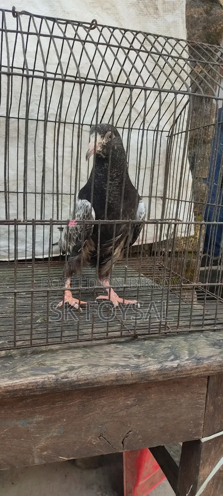 একটি ডাবওয়ালা নর ও একটি টেডি বেবি