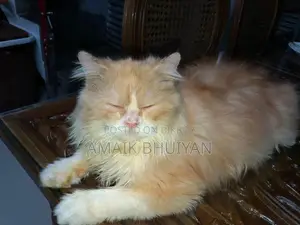 ১-৩ মাস বয়সী পুরুষ পিওরব্রেড পারসিয়ান