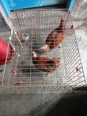 মুরগির খাচাসহ খাবার ও পানির পাত্র বিক্রি
