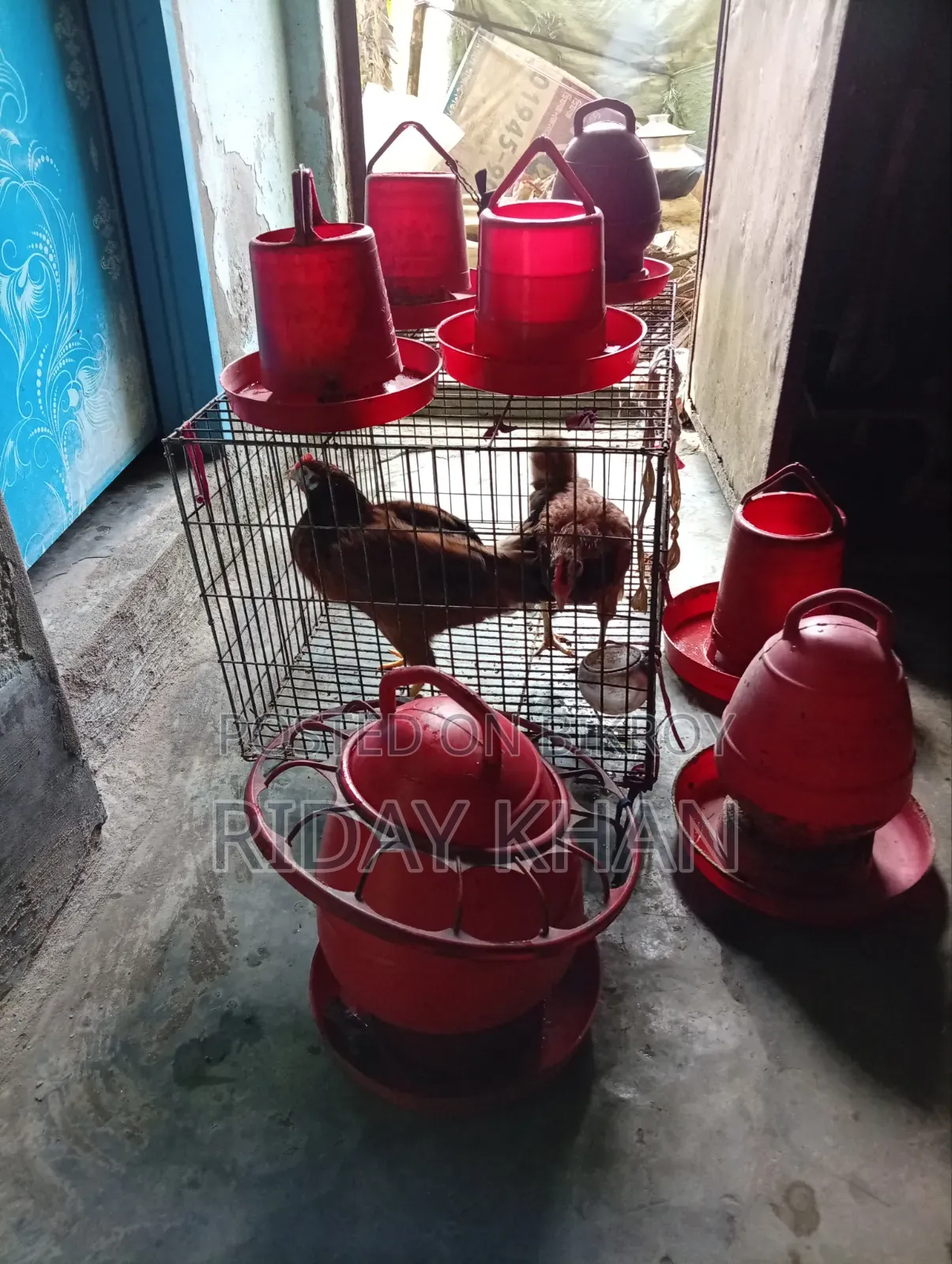 মুরগির খাচাসহ খাবার ও পানির পাত্র বিক্রি