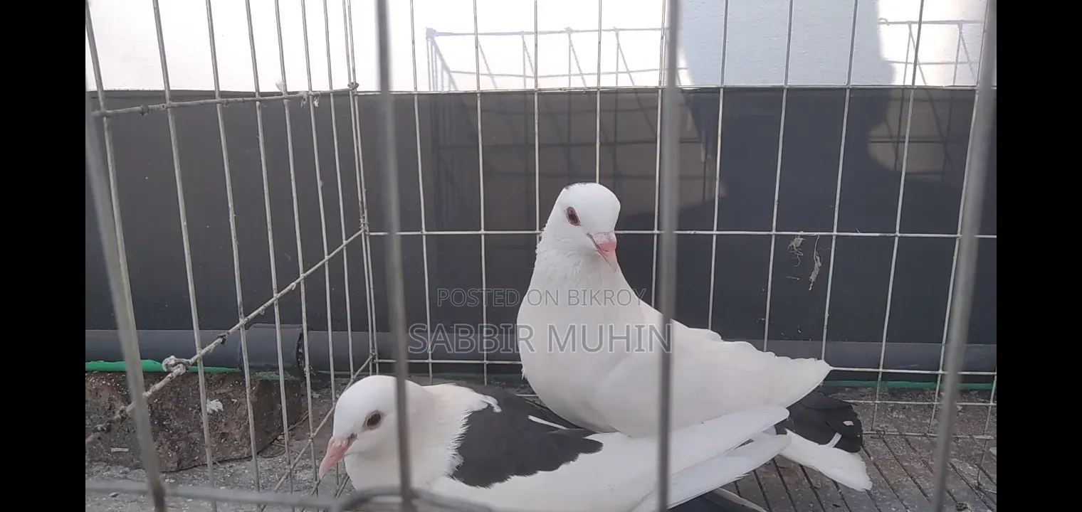 লাহোরি সিরাজি পায়রা বিক্রির জন্য