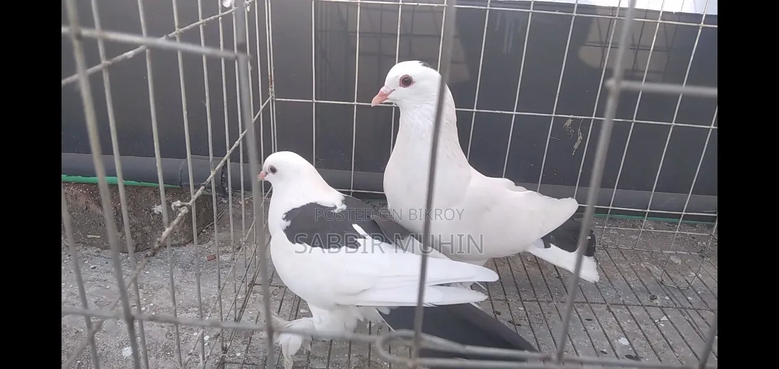 লাহোরি সিরাজি পায়রা বিক্রির জন্য