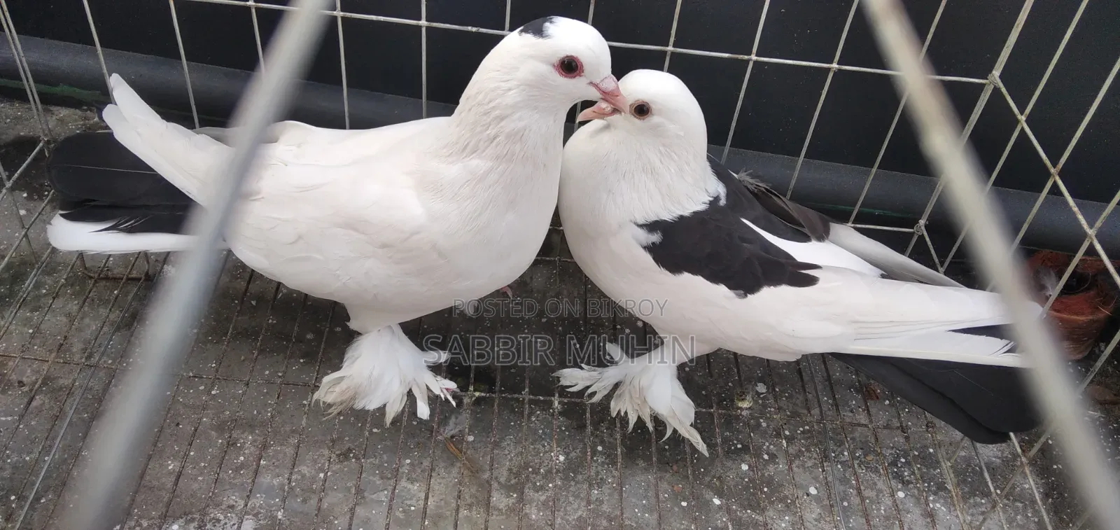 লাহোরি সিরাজি পায়রা বিক্রির জন্য