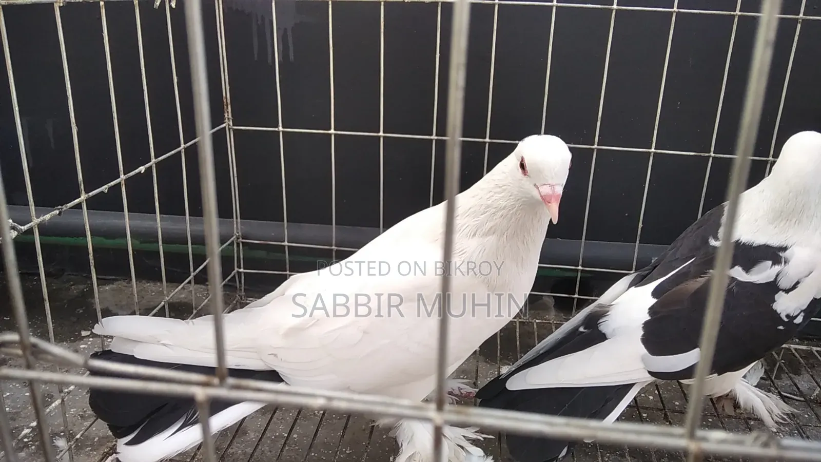 লাহোরি সিরাজি পায়রা বিক্রির জন্য