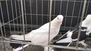 লাহোরি সিরাজি পায়রা বিক্রির জন্য