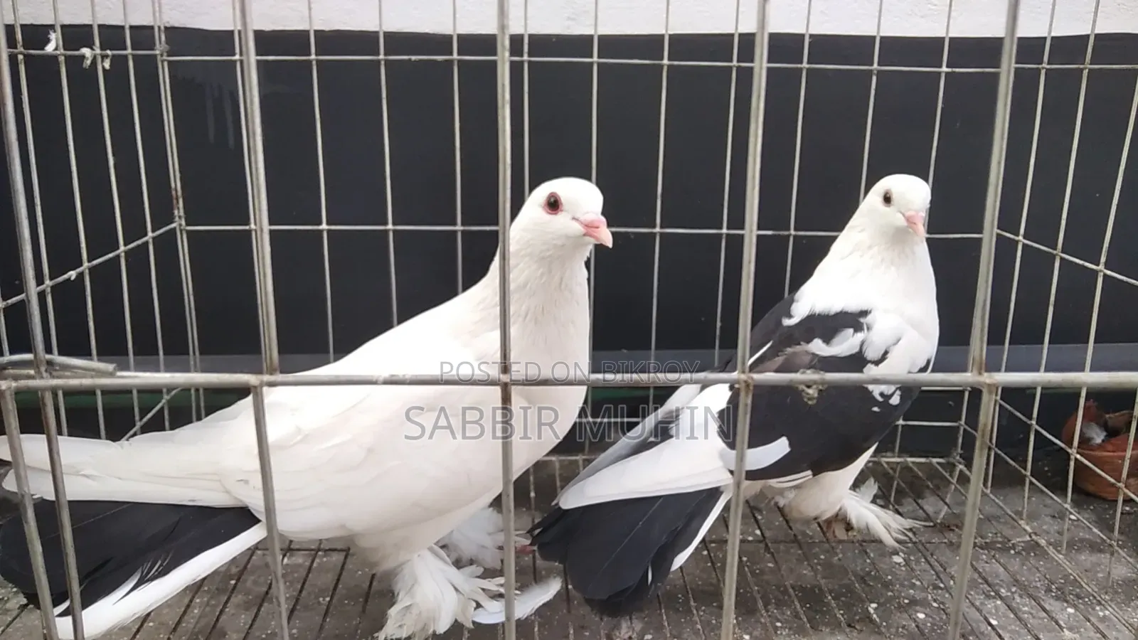লাহোরি সিরাজি পায়রা বিক্রির জন্য