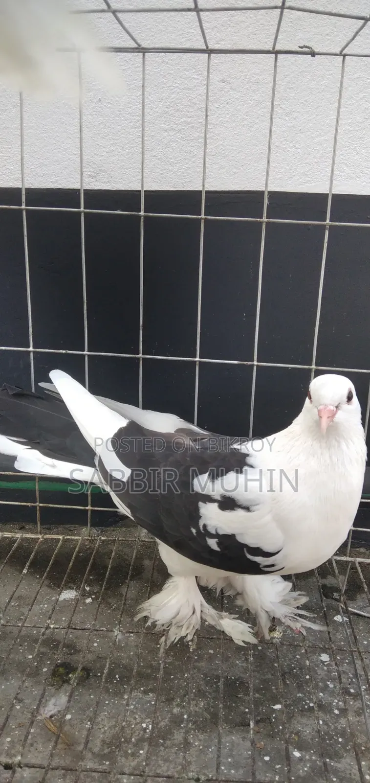 লাহোরি সিরাজি পায়রা বিক্রির জন্য