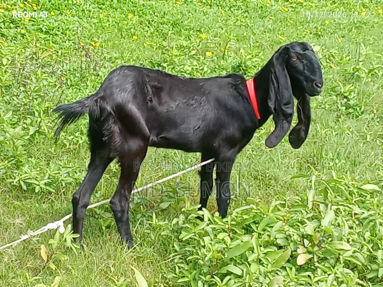 ছাগলটি বিক্রি হবে ইমিডিয়েটলি