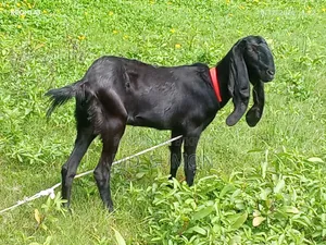 ছাগলটি বিক্রি হবে ইমিডিয়েটলি