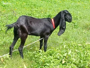 ছাগলটি বিক্রি হবে ইমিডিয়েটলি