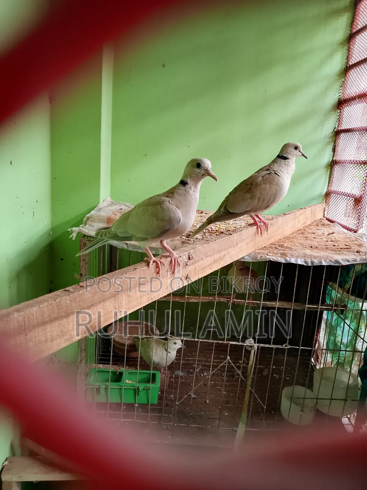 Some dove birds are available, interested buyers please contact