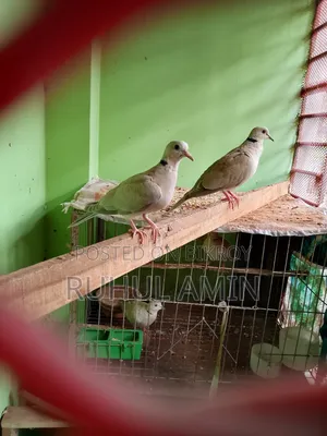 কিছু ঘুঘু পাখি আছে যারা নিতে আনিতে আগ্রহে তারা যোগাযোগ করুন