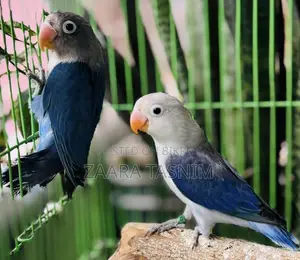 রানিং জোড়া