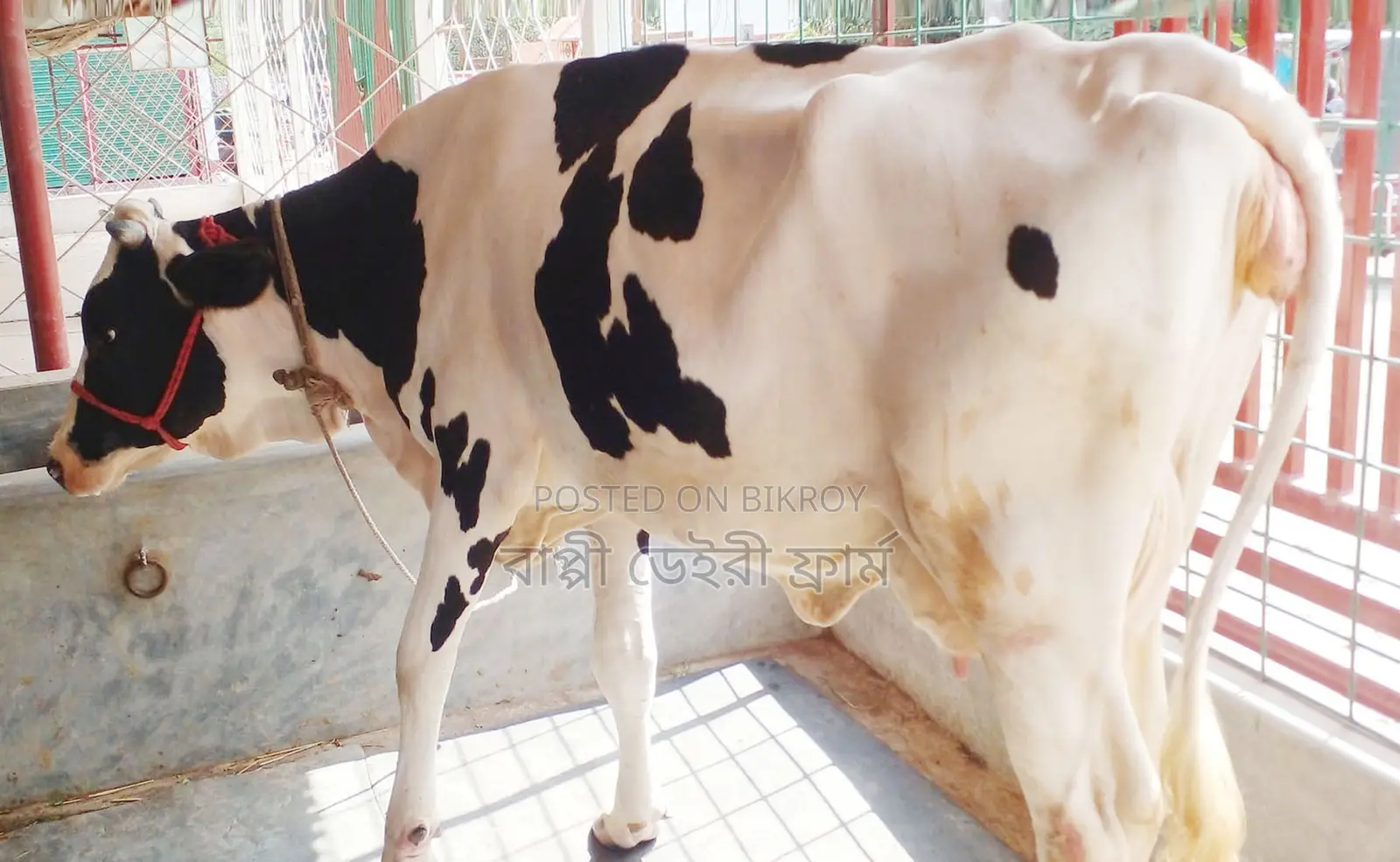 ১৭৪৭ নং গাভী কিনুন ভালো জাতের ।
