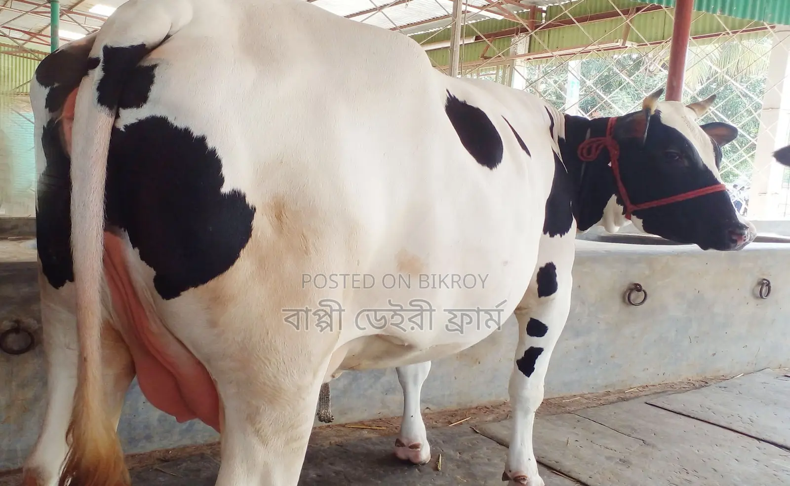 ১৭৪৮ নং ফ্রিজিয়ান জাতের গাভী ।