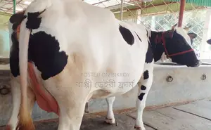 ১৭৪৮ নং ফ্রিজিয়ান জাতের গাভী ।