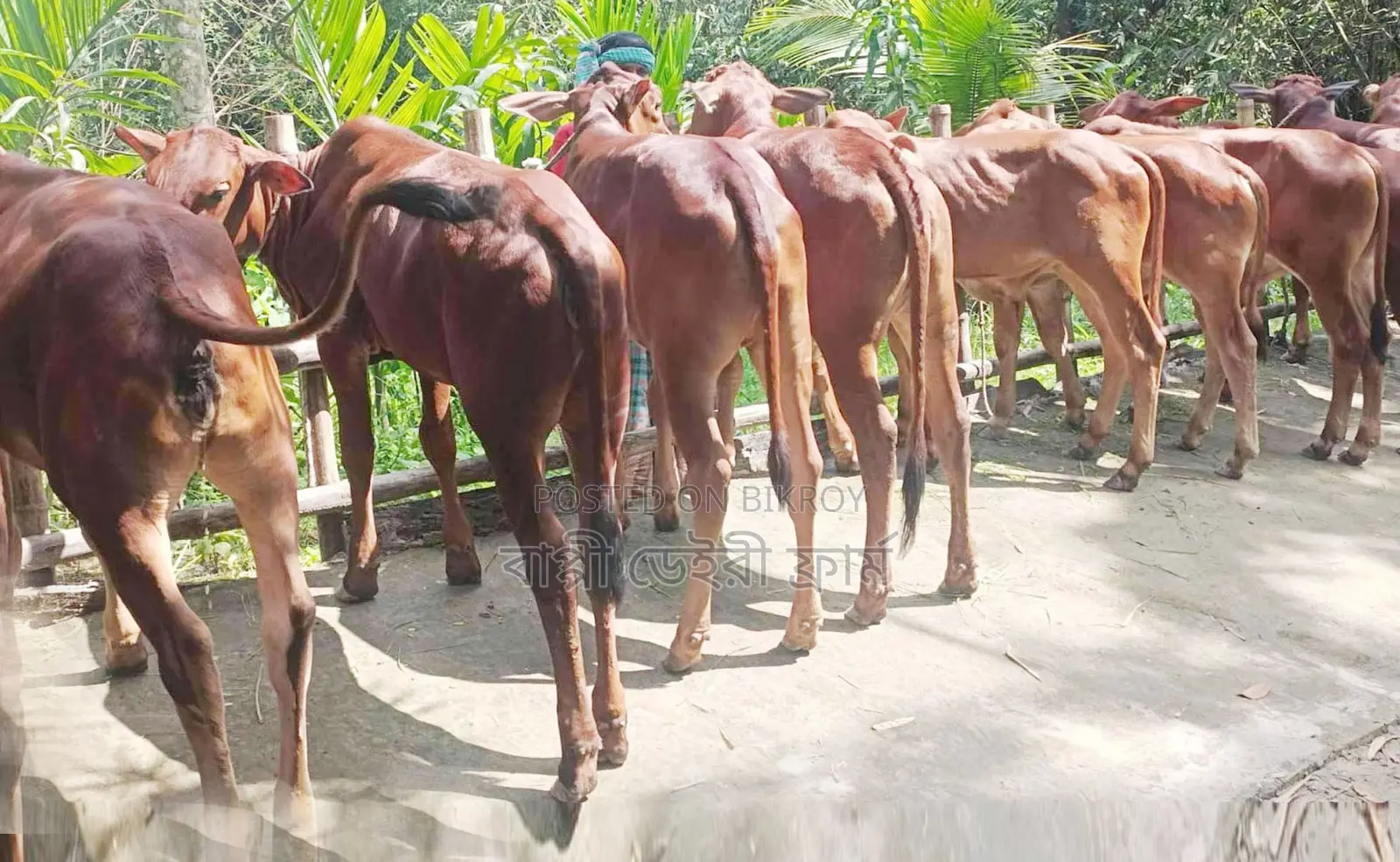 ১৭৪৯নং উন্নত জাতের ৮টি বকনা গরু।