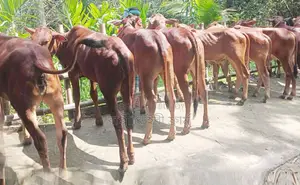 ১৭৪৯নং উন্নত জাতের ৮টি বকনা গরু।