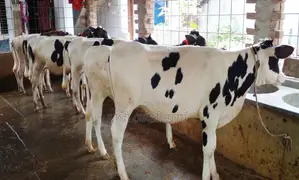 ১৭৫০ নং উন্নত জাতের ৭ টি বকনা বাছুর গরু।