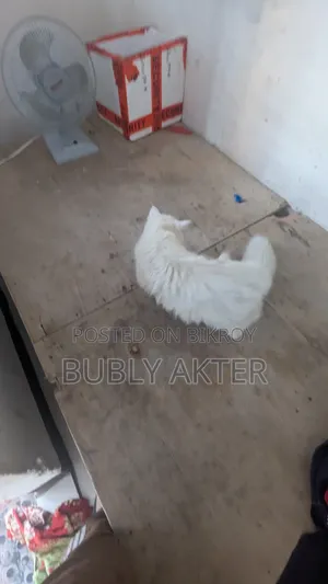 ১-৩ মাসের ফিমেল মিক্সড ব্রিড পার্সিয়ান