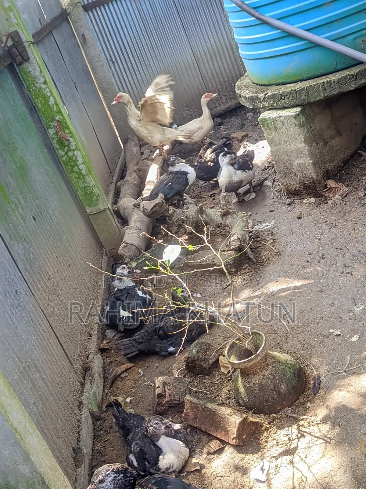 হাস বিক্রি করা হবে