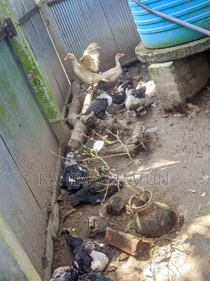 হাস বিক্রি করা হবে