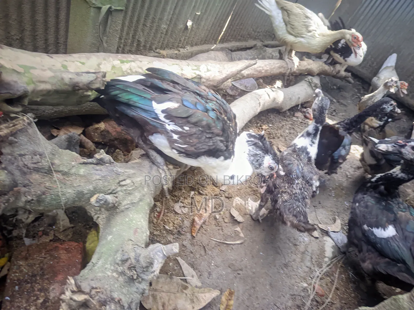 চিনা হাস। মেরু হাস