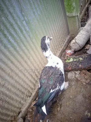 চিনা হাস। মেরু হাস